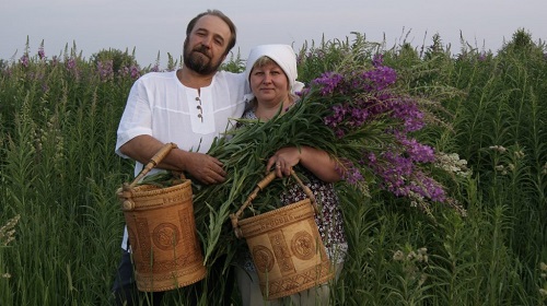  Иван-чай полезен для потенции.